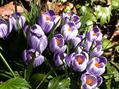 Crocus